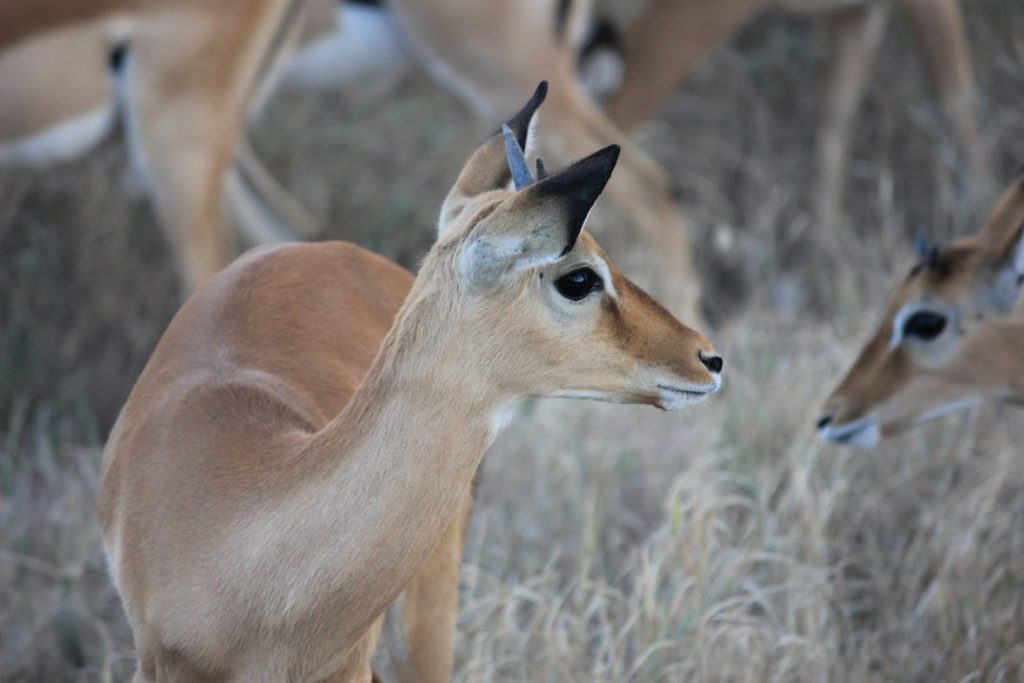 Beautiful deer in Tanzania