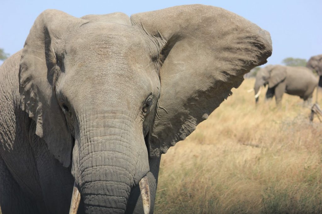 Huge elephant