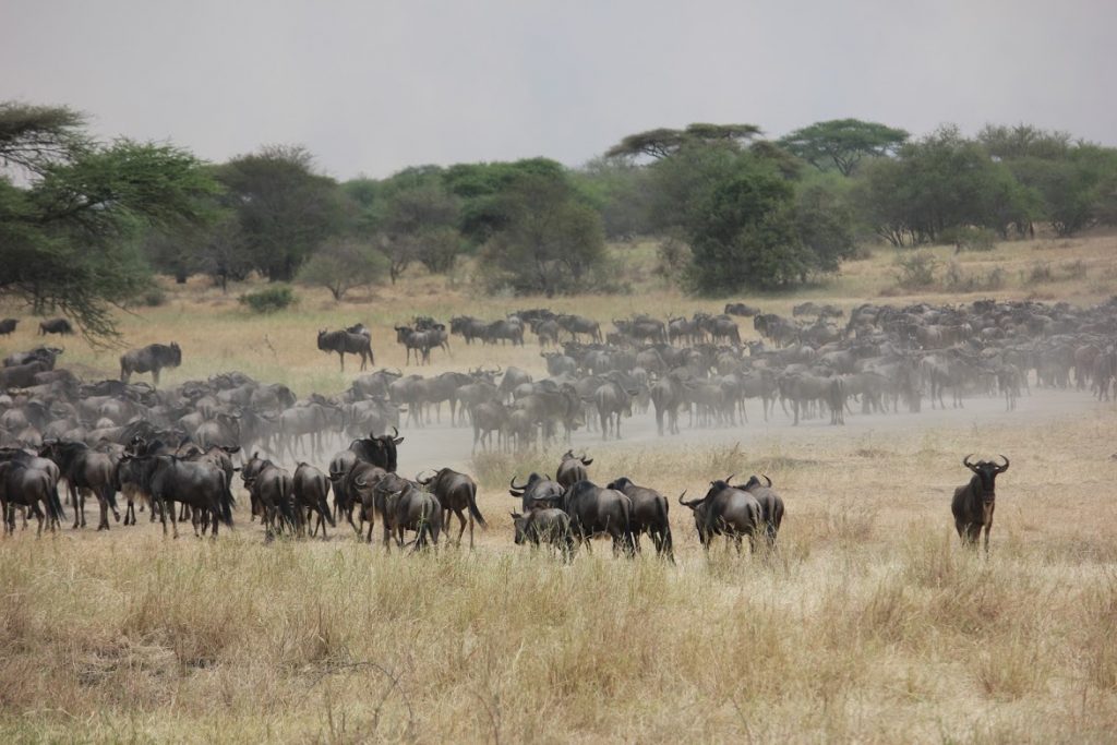 Herd of wildebeest in Tanzania