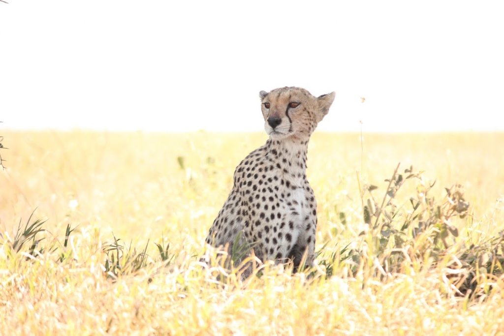 Cheetah in Tanzania