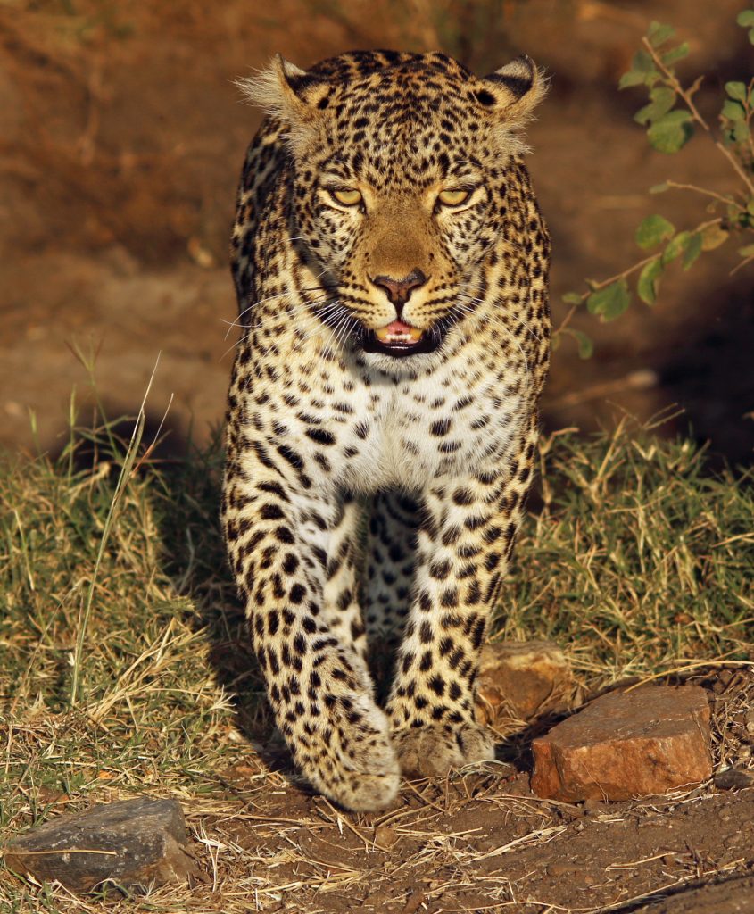 Leopard staring at the camera