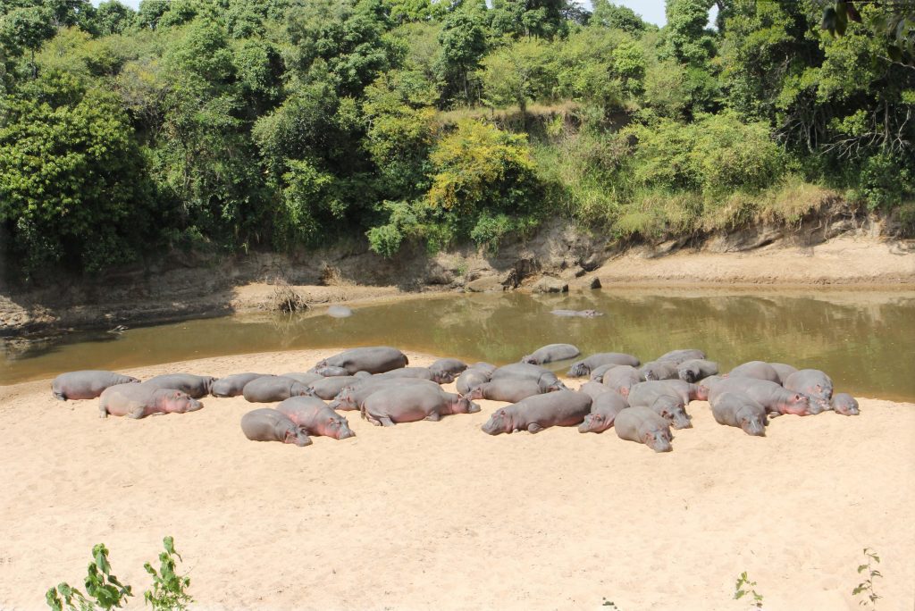 Hippo pod lazing beside the river