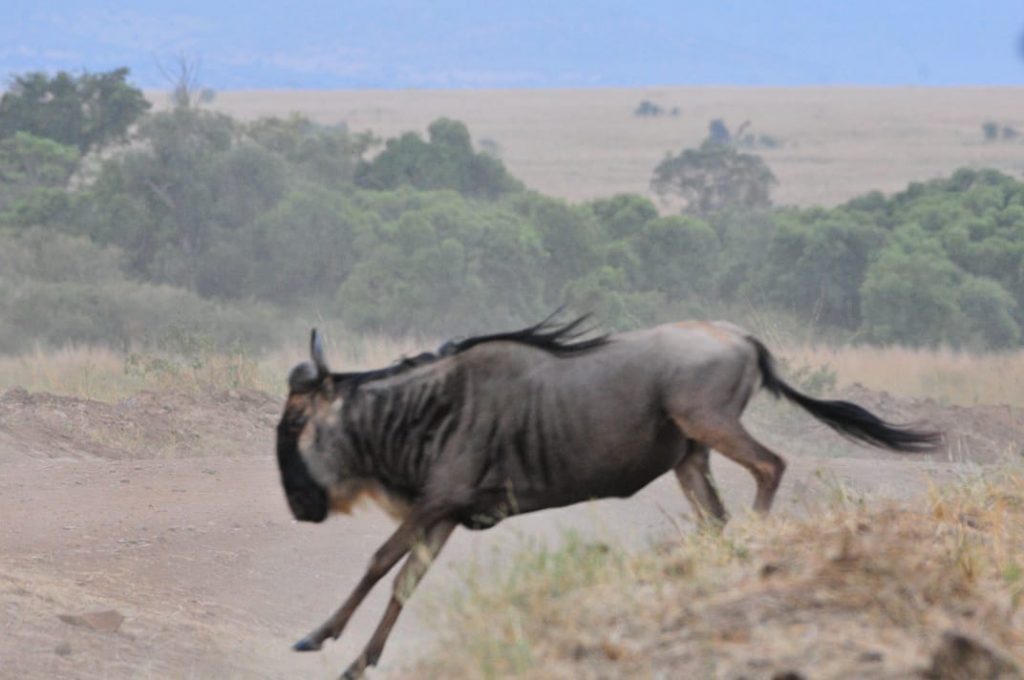 The Wildebeest Migration