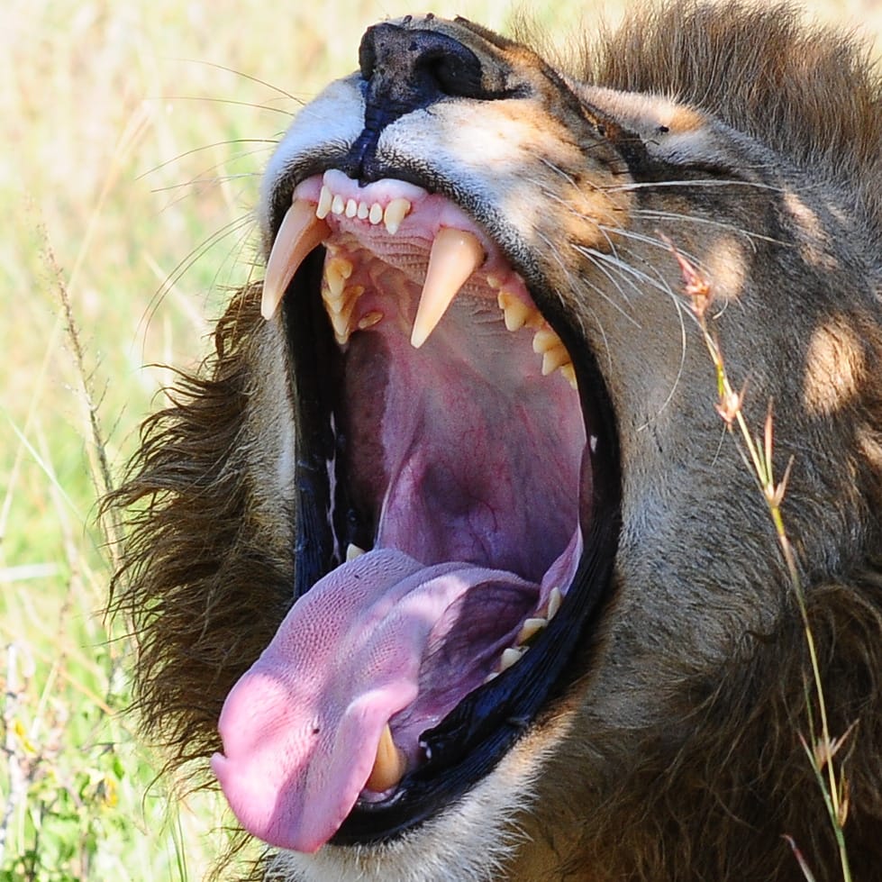 Lion yawning