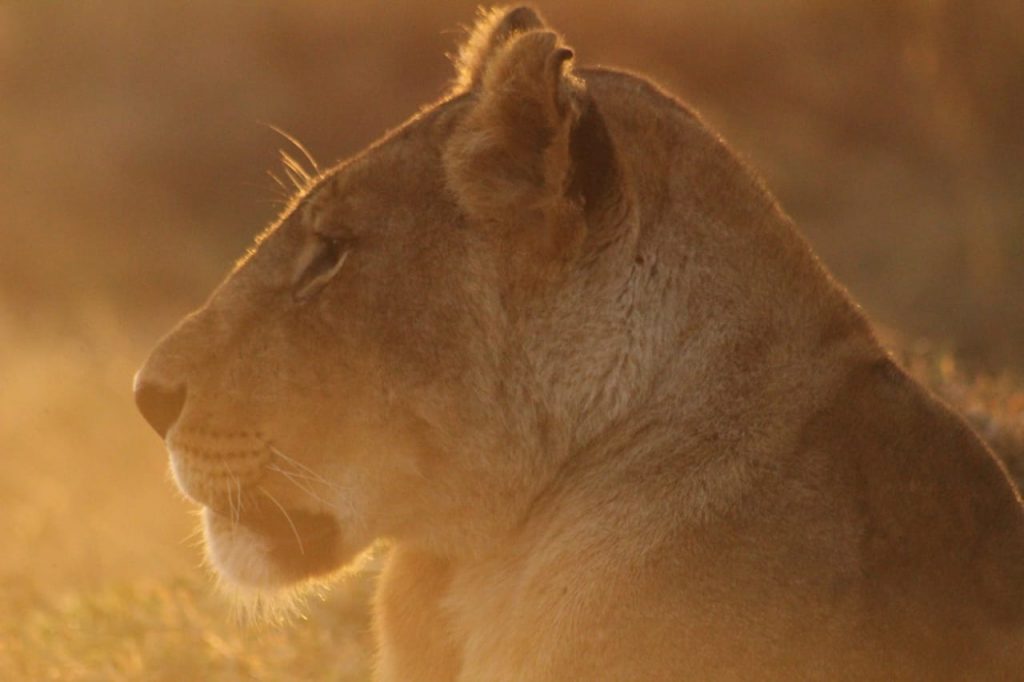 Lion at sunset