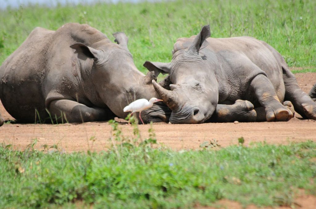 Two sleeping rhinos