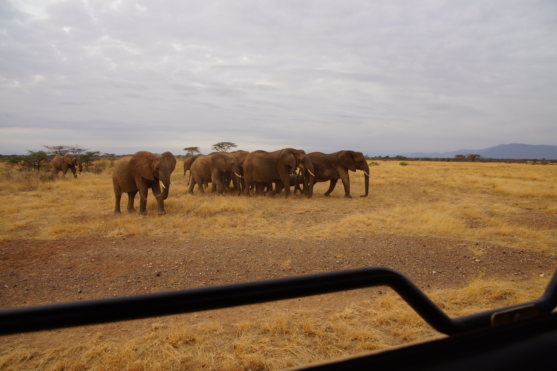 Elephant herd in Samburu