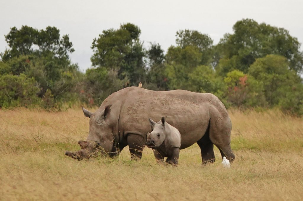 Two rhinos