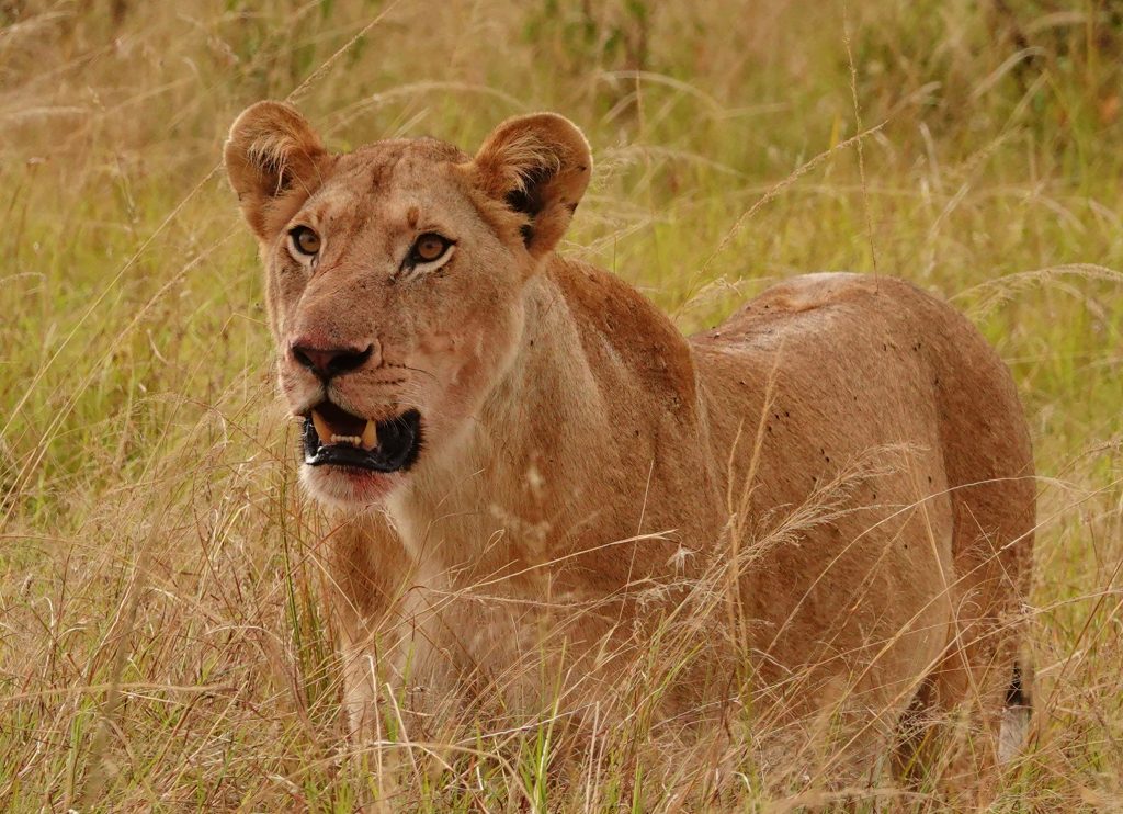 Beautiful Lioness