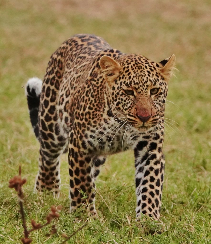 stunning leopard