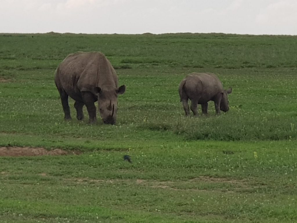 Two rhinos on the Kenya plains