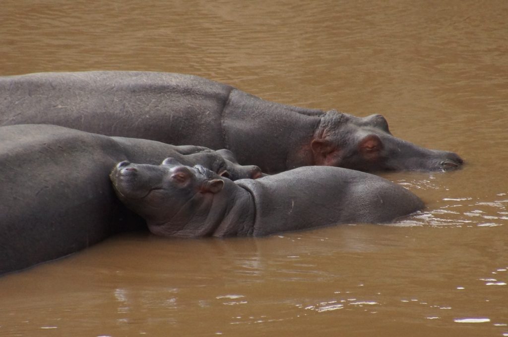 Hippos