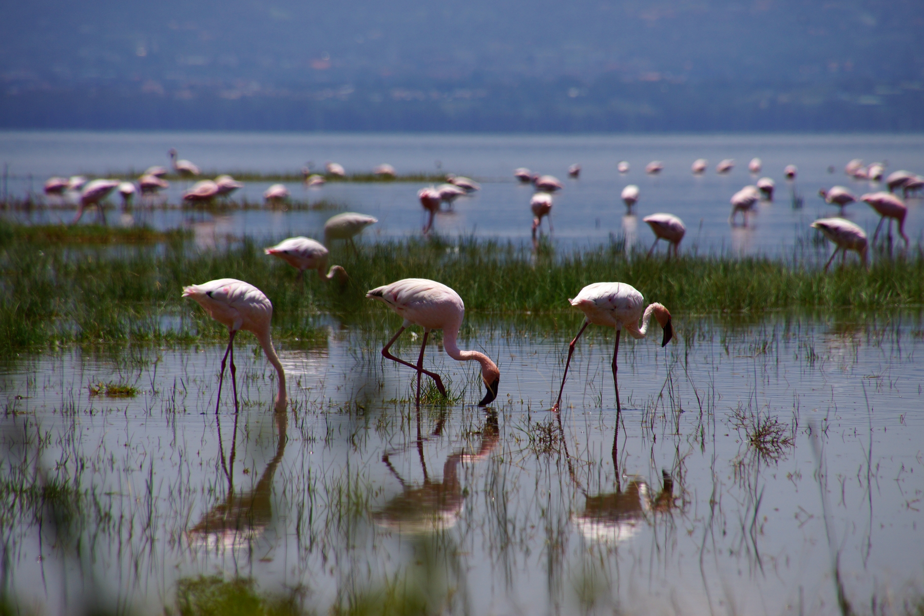 Flamingoes on the lake