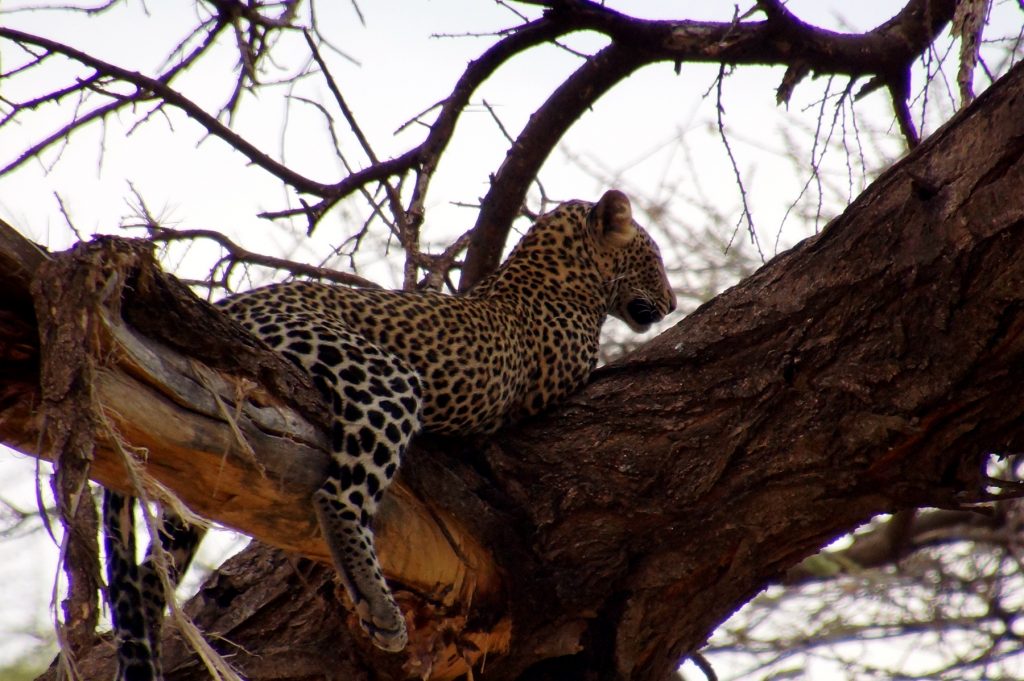 Leopard in a tree