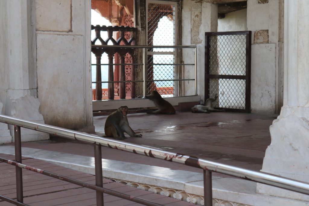 Monkeys at Red Fort