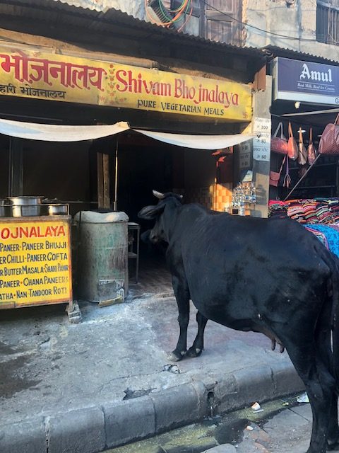 Cow on the street in Varanasi