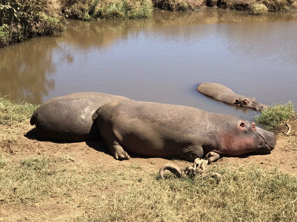 Hippos in Tanzania