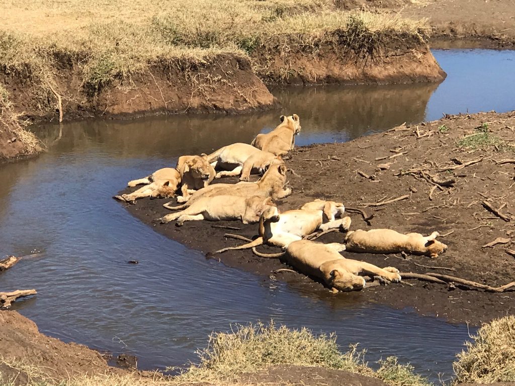 lions beside the river in Tanzania