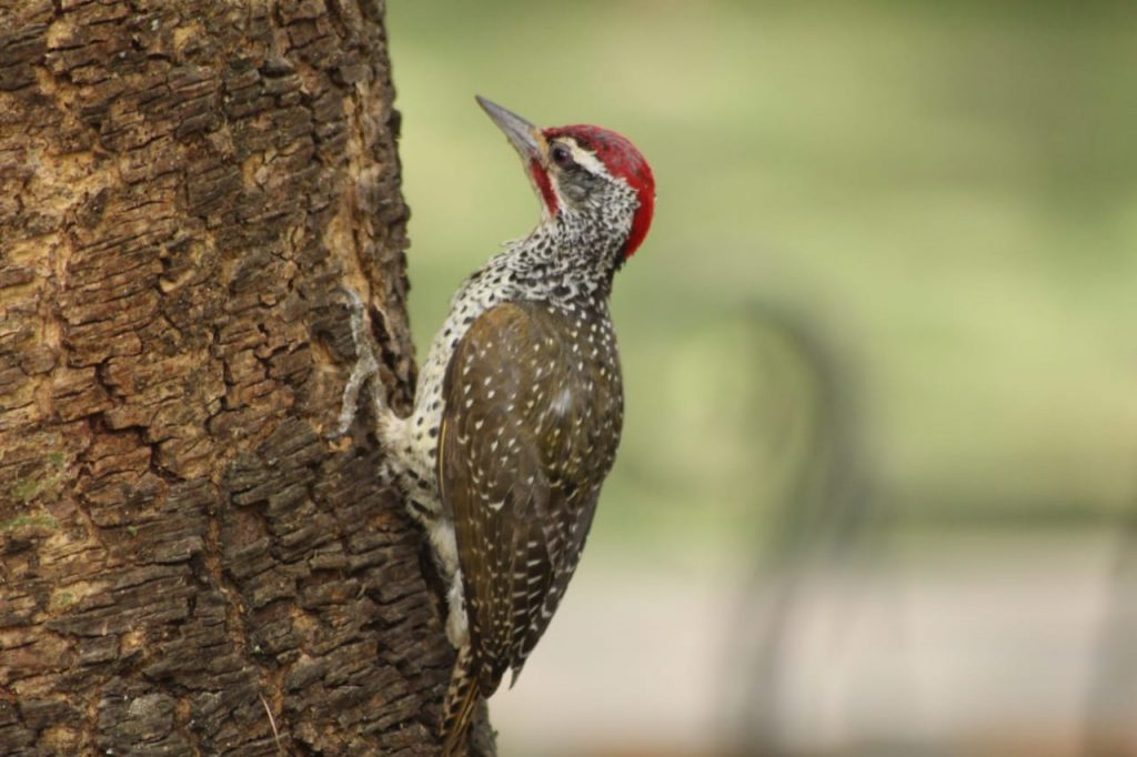 Nubian Woodpecker