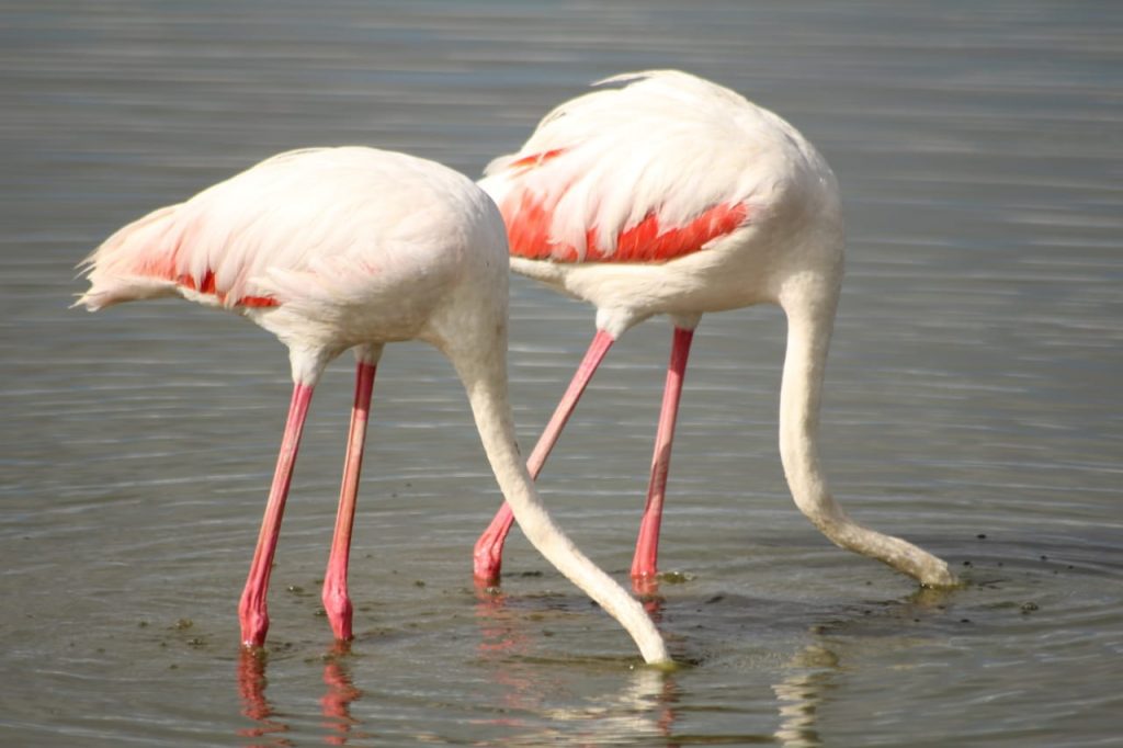 Greater Flamingos