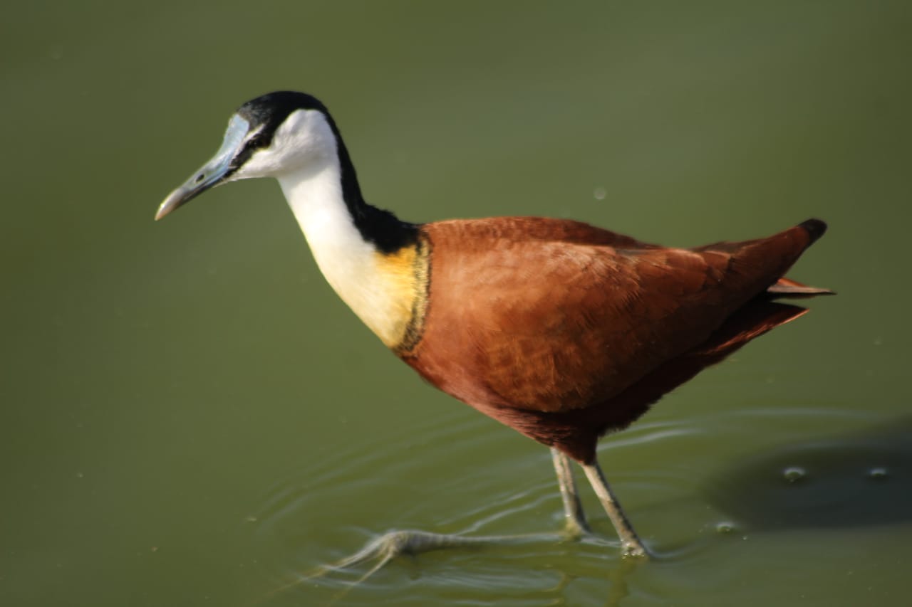 African Jacana Bird