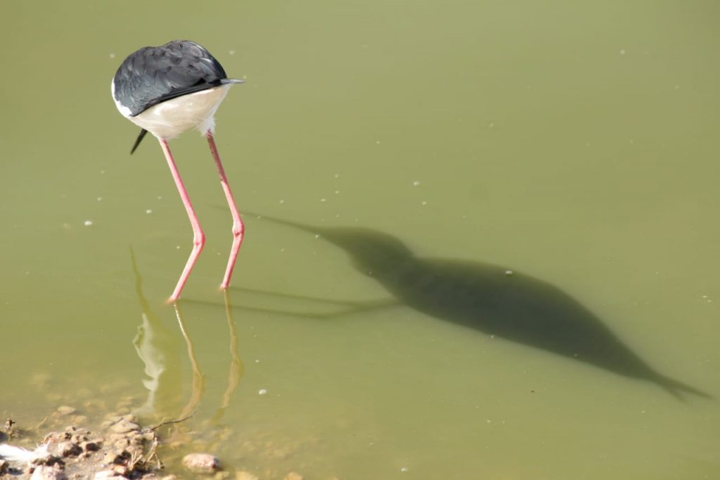 Black-winged Stilt