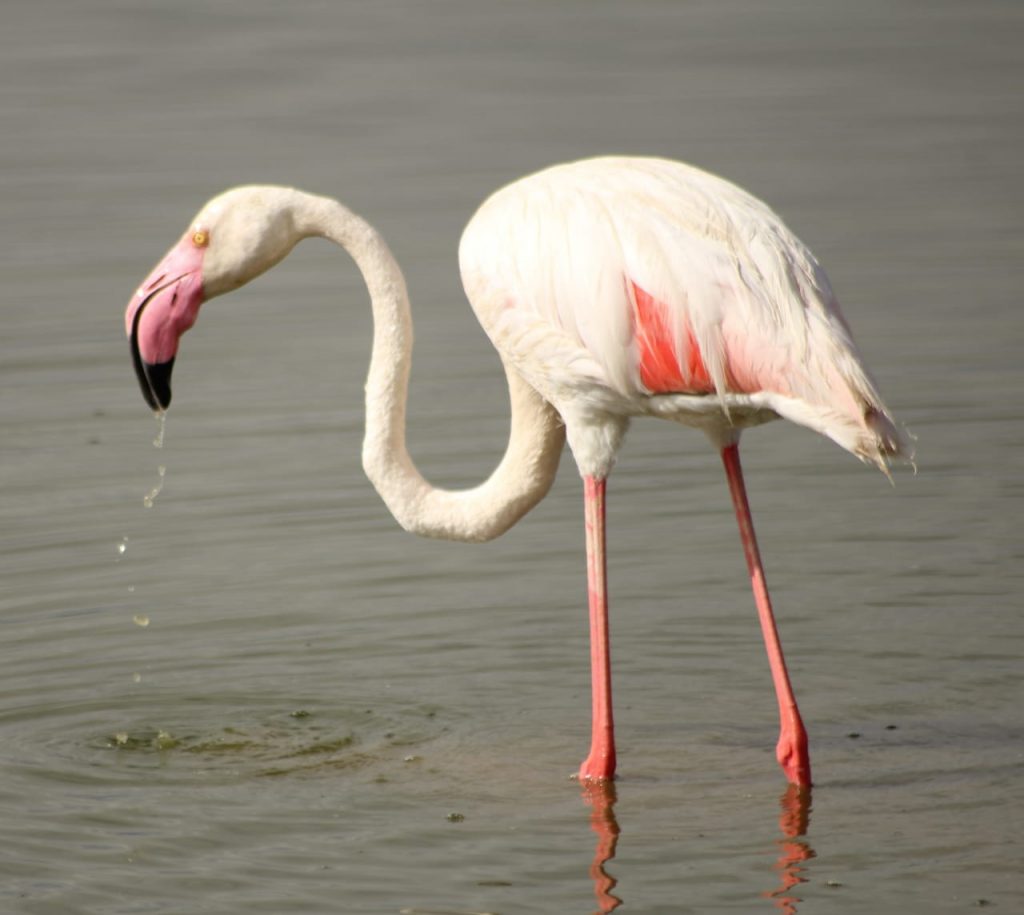 Greater Flamingo