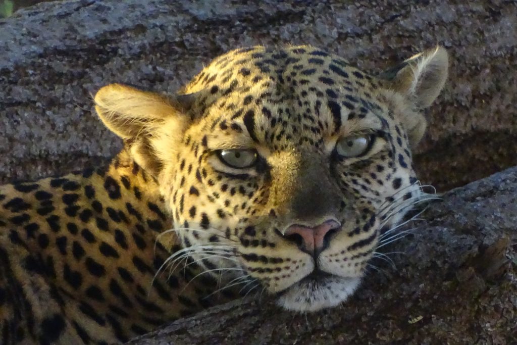 A beautiful leopard