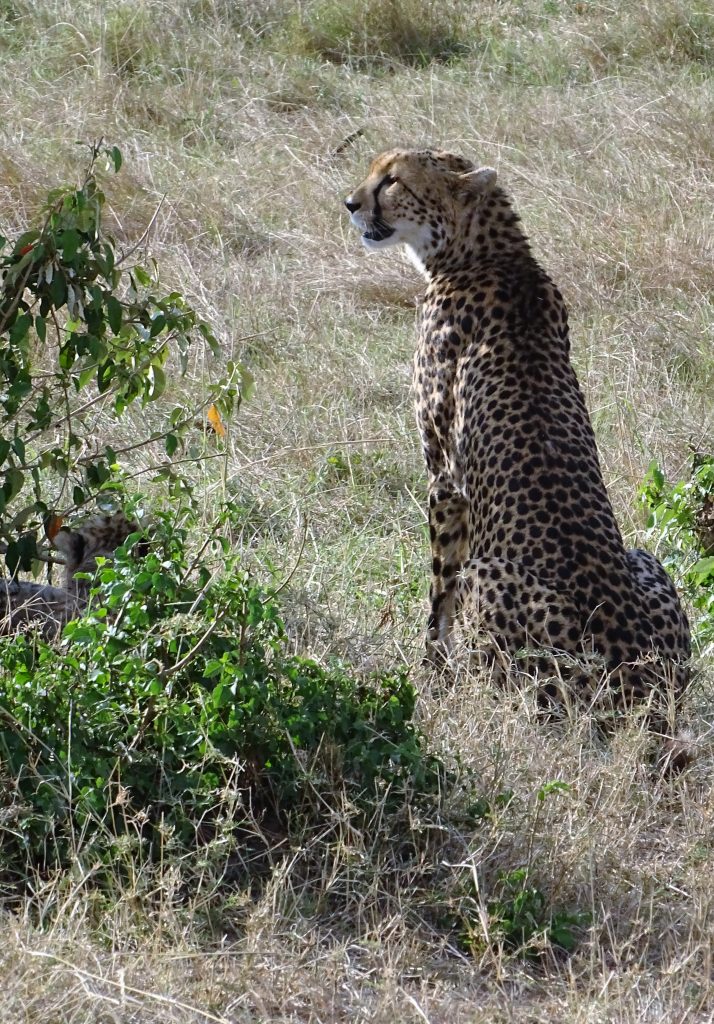 Cheetah in the bush