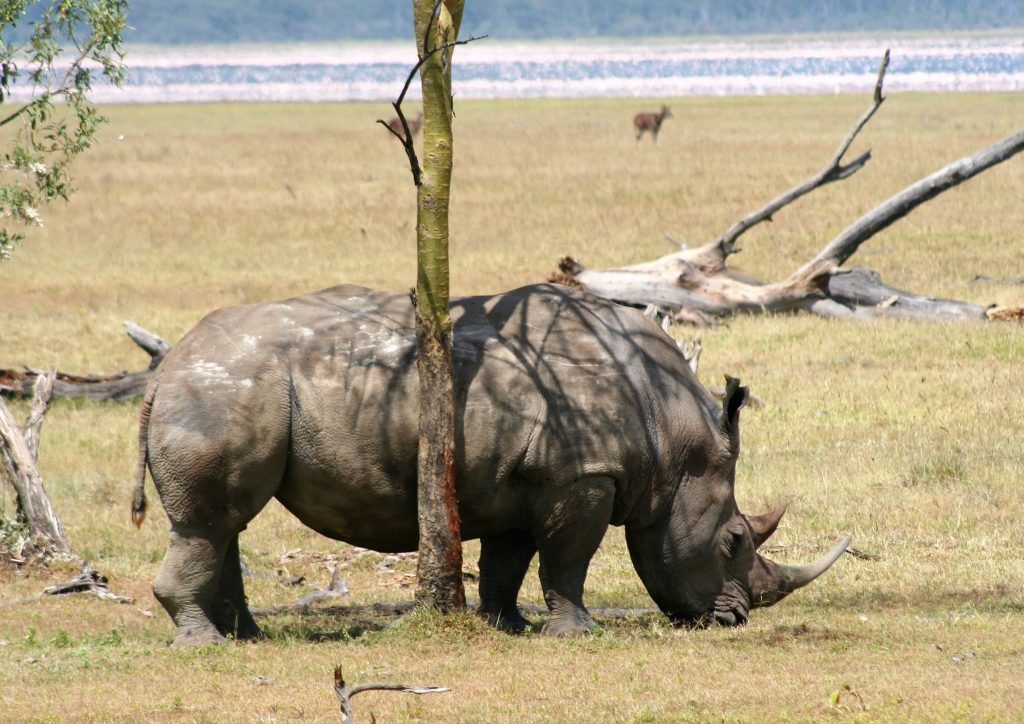 Rhino at Lake Nakuru