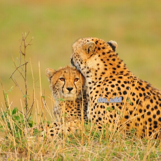 Cheetah and her cub