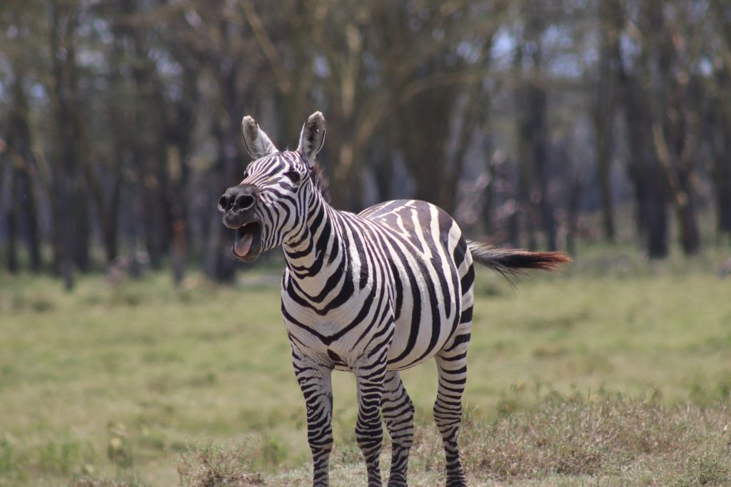 A Zebra