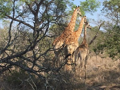 Giraffes in the bush