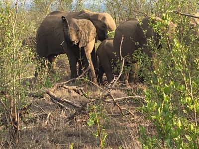 Elephants in Kruger National Park