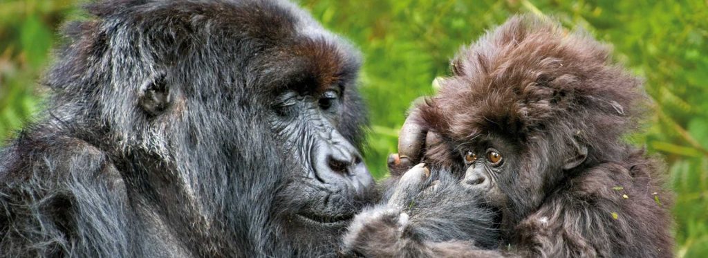 Gorilla Trekking in Rwanda and Uganda