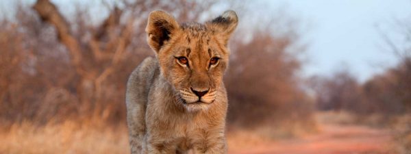 Lion cub