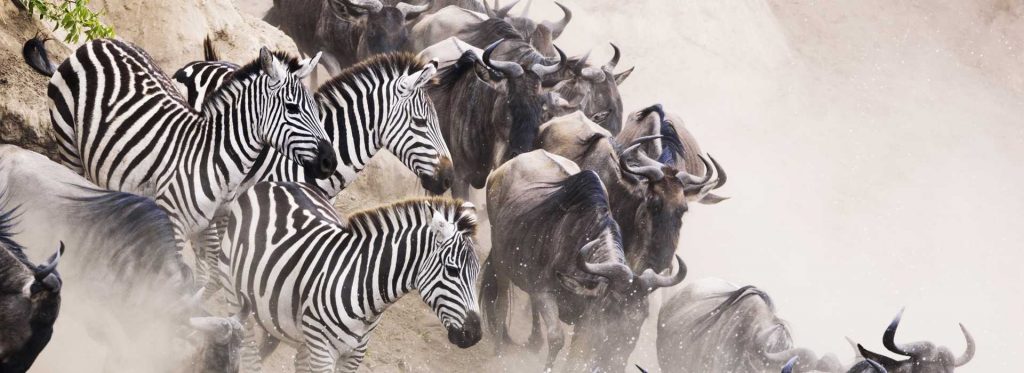 Great Migration in the Serengeti, Tanzania