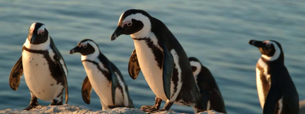 Penguins in South Africa