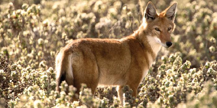 Ethiopian Wolf