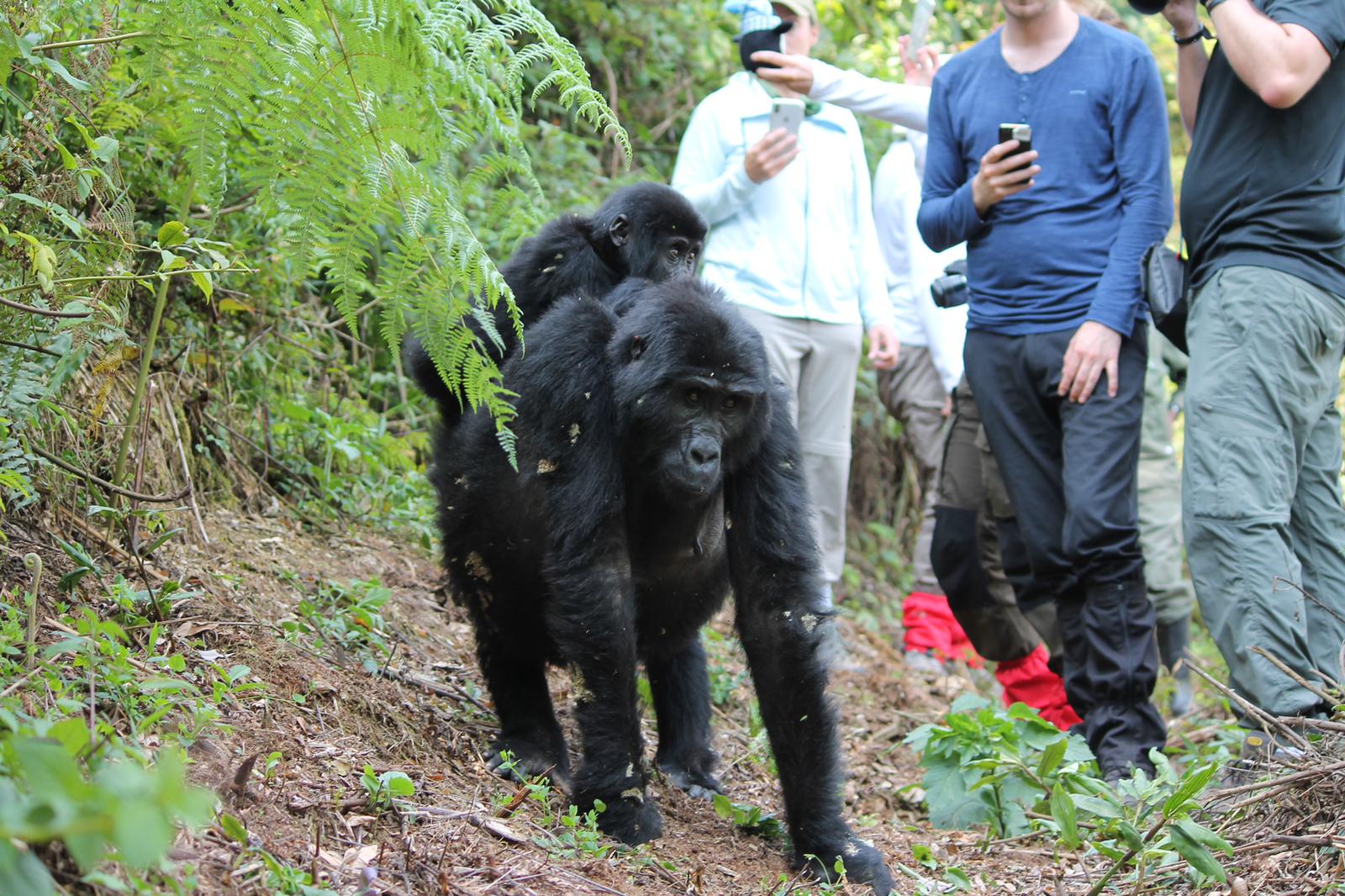 Gorilla Trekking In Uganda Somak Luxury Travel