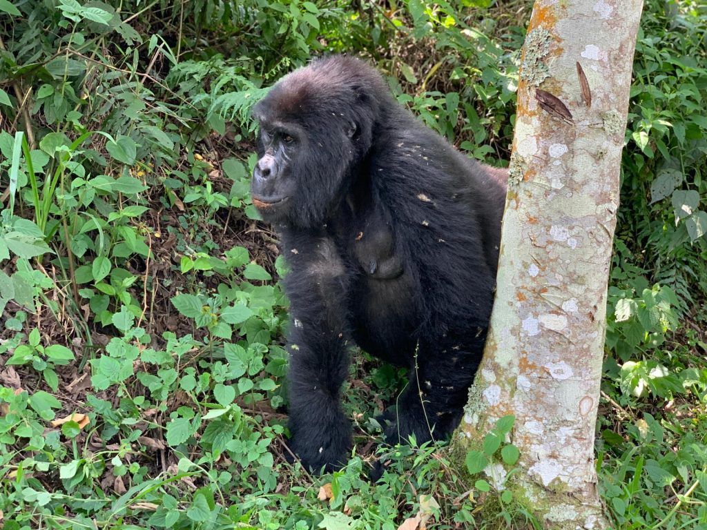 A beautiful big gorilla in the forest