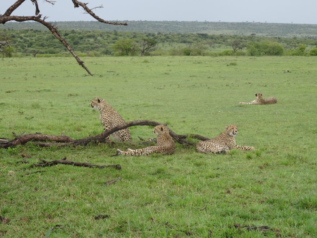 Four Cheetahs on the savannah