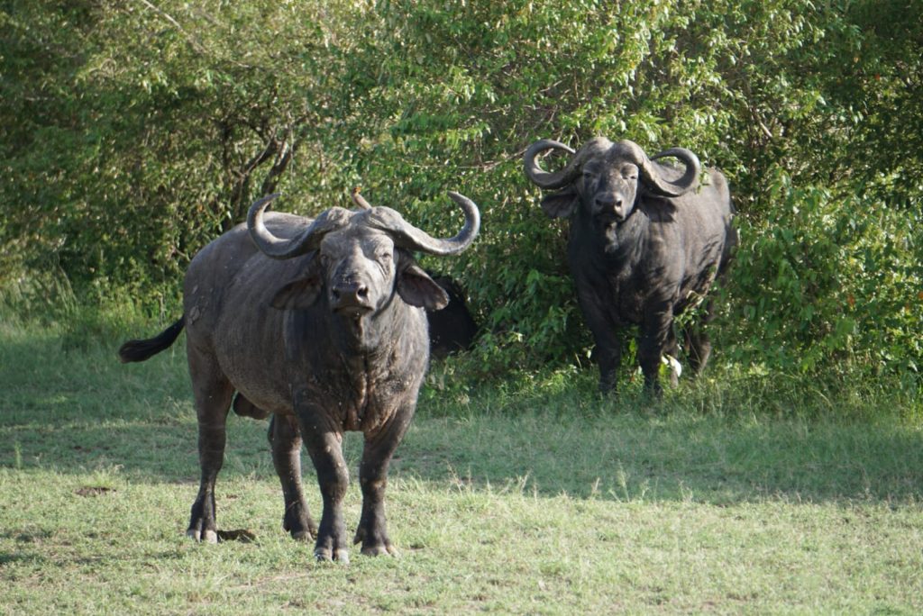 Buffalo in Kenya