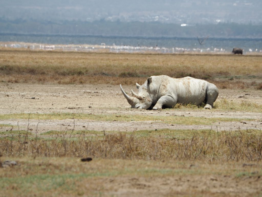 Rhino at Lake Naivasha