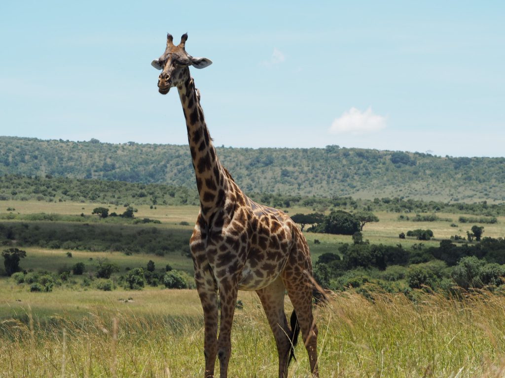 Giraffe in the Masai Mara