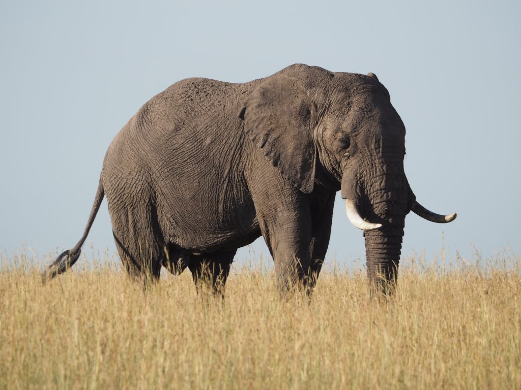 Regal African Elephant