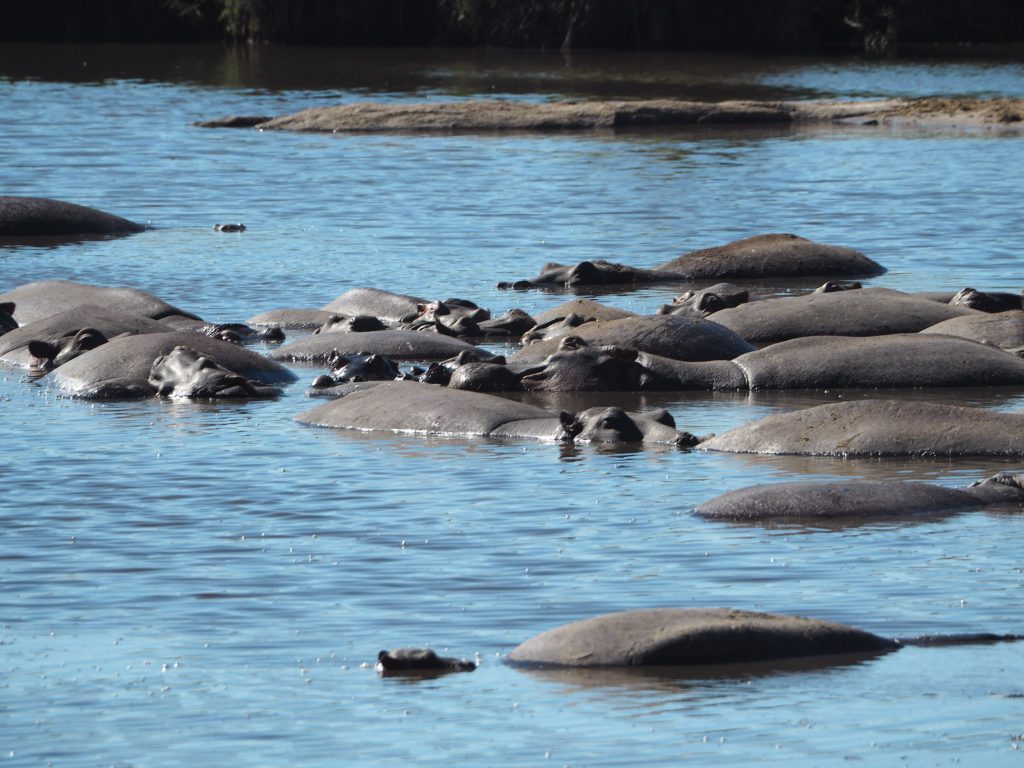 Hippos