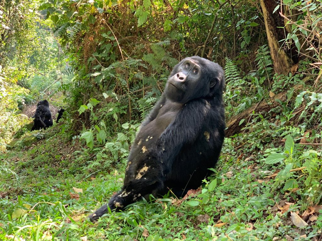 Gorilla up close