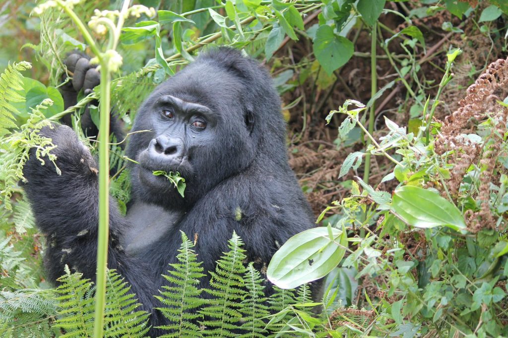 Curious gorilla in Uganda