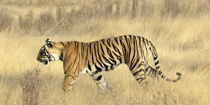 Tiger in India